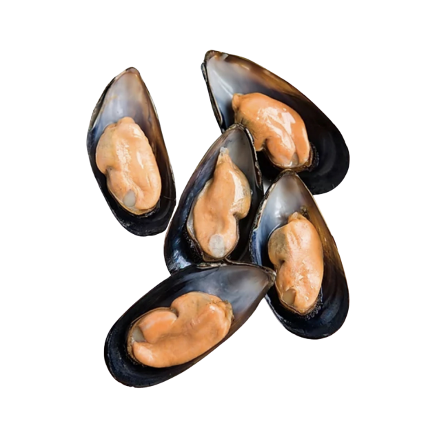 High Quality Frozen Seafood Musses With Shell / Mussels Meat Available For Sale At Low Price