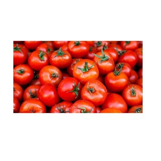 Wholesale Manufacturer and Supplier From Thailand Fresh Beef Tomato High Quality Cheap Price