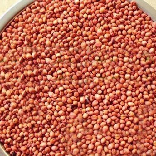 Grain Sorghum Seed Manufacturers In Thailand