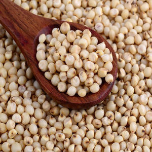 Grain Sorghum Seed Manufacturers In Thailand