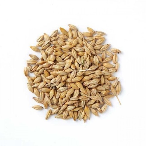 Barley for Sale, Feed Barley and Barley Seeds for sale, High quality Barley Grains for animal feed