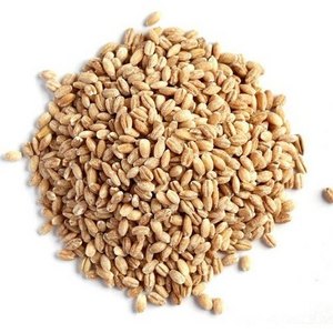 Barley Seeds/Animal feed barley/bulk barley grains Whole Sale