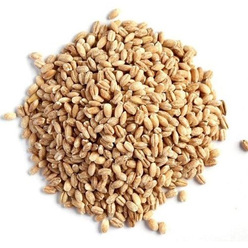 Top Quality Barley Grain for Food Industry and Animal Feeding