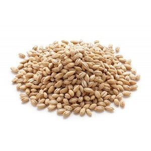 Top Quality Barley Grain for Food Industry and Animal Feeding