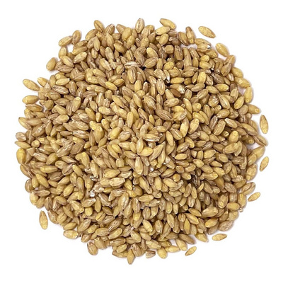 Feed Barley Natural Organic First Grade Animal Feed Barley