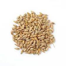 Feed Barley For Sale | Buy Feed Barley Online