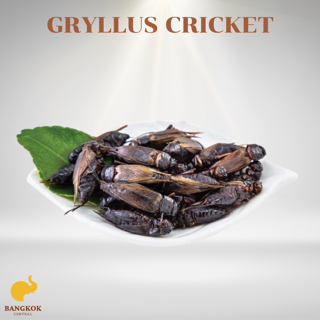 Edible Insect Whole Gryllus cricket Insect Crickets Protein Snacks Fried High Quality Export Product from Thailand