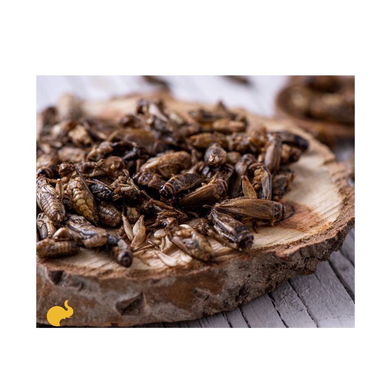 Edible Insect Whole Acheta Insect Crickets Protein Snacks Fried Best Quality Export Product from Thailand