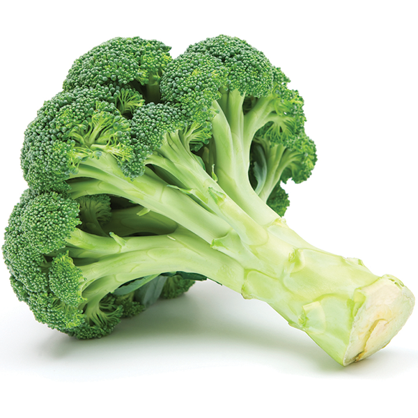 Professional Manufacture Nice Price IQF Fresh Vegetable Frozen Broccoli Florets