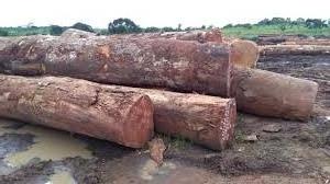 Energy Saving Industrial wood Logs of 6 ft length and durable ebony wood block for sale teak sawn timber teak lumber wood