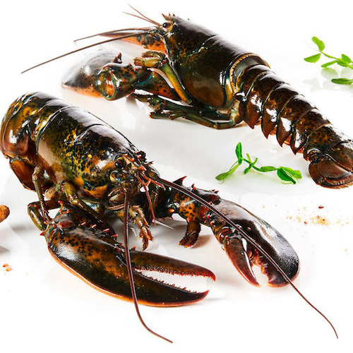 Frozen Lobster / Frozen Lobster Tails / Fresh Live Lobsters for sale