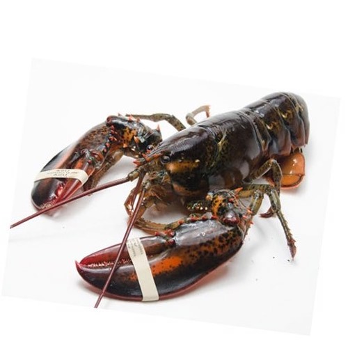 Red Fresh Lobsters Available FOR SALE.