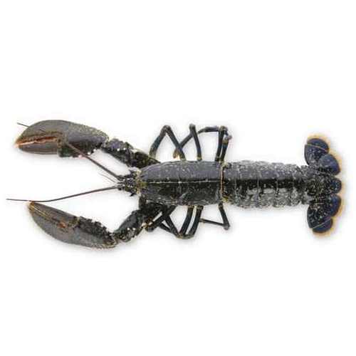 Frozen Lobster / Frozen Lobster Tails / Fresh Live Lobsters for sale