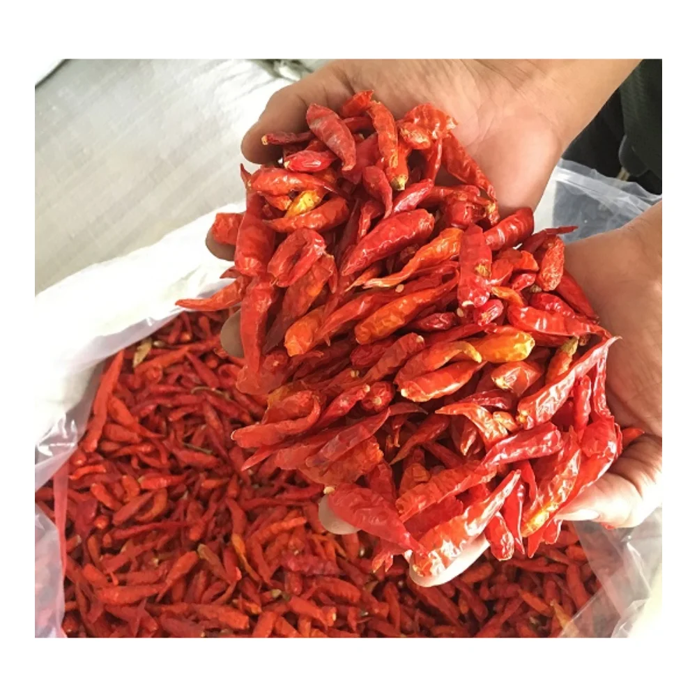 Wholesale dried hot spicy chili good price from Thailand/Dried spicy red chili cheapest price 2024/Thai dried red chillies