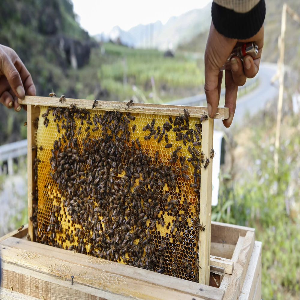 Natural Acacia Honey