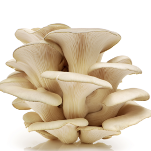 Oyster mushrooms Whole Button Canned Mushroom White OEM Acid Style Storage Cool Brands Color Package Weight Material Raw