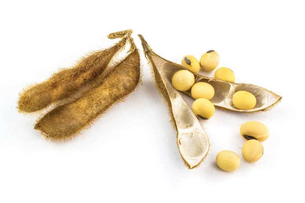 Excellent Quality Soyabean / Soybeans Seeds / Soy bean Bulk Customized Package Organic Dried High Protein soya beans