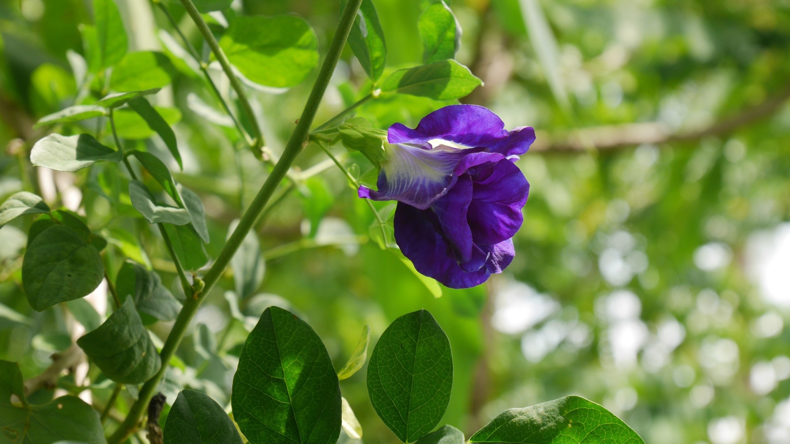 Butterfly Pea Tea Dried Flower Herbal Healthy Organic High Quality Grade A Natural from Thailand