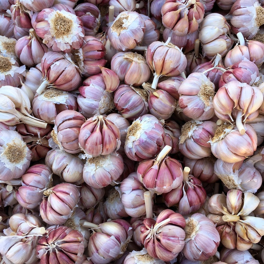 Garlic - Vietnam Spices - Garlic Supplier New 2023 Crop - Vietnam Garlic, Cheap New Garlic, Pure White 10 Days 2 Years 5 Cm