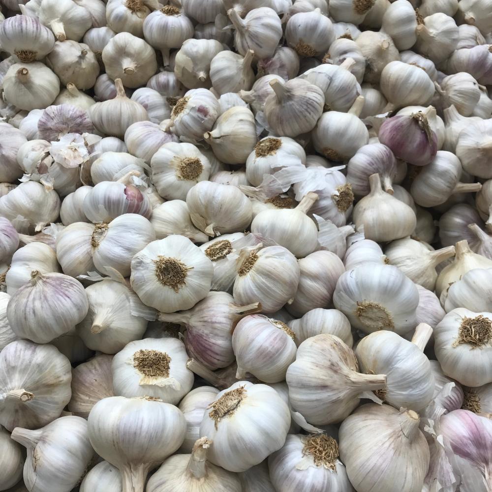 Garlic - Vietnam Spices - Garlic Supplier New 2023 Crop - Vietnam Garlic, Cheap New Garlic, Pure White 10 Days 2 Years 5 Cm