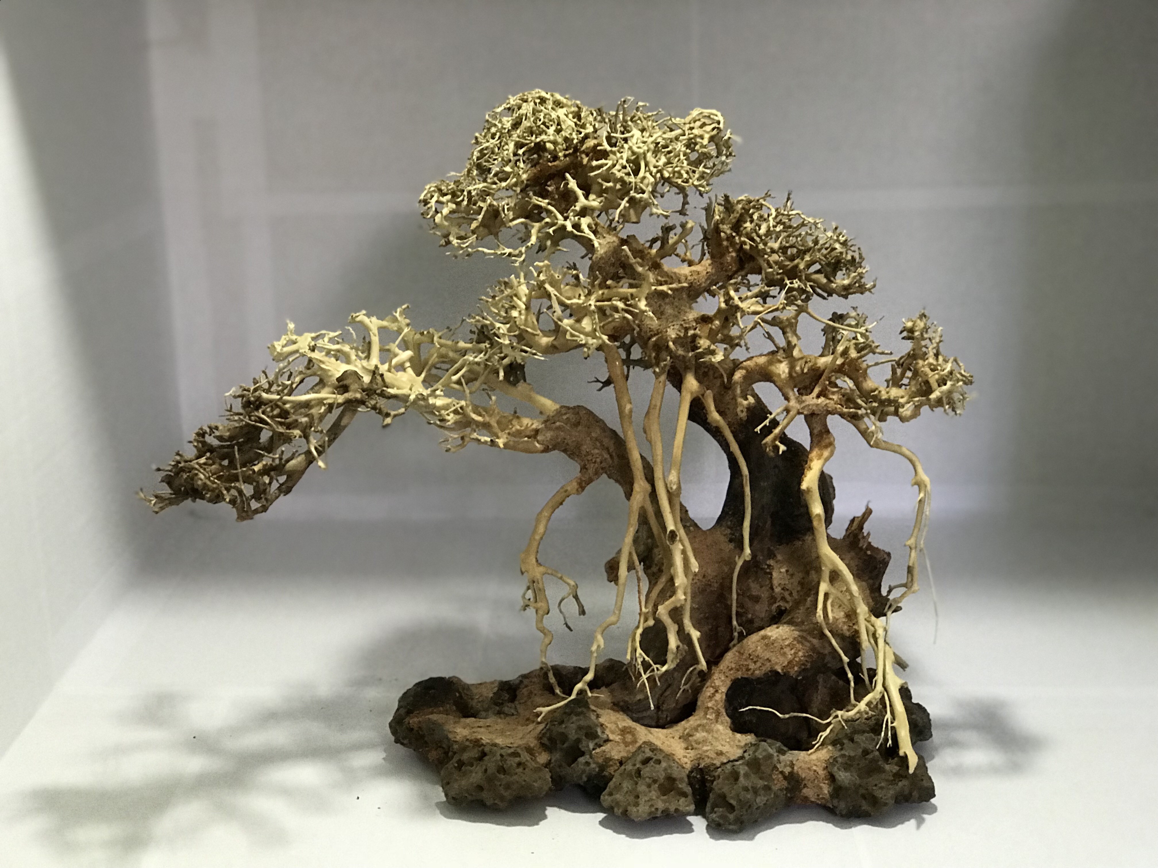 2023 Bonsai Driftwood for Aquarium Natural Wood Branches Fish Tank Decoration Reptiles Tree Trunk Driftwood WhatsApp +84 9639491