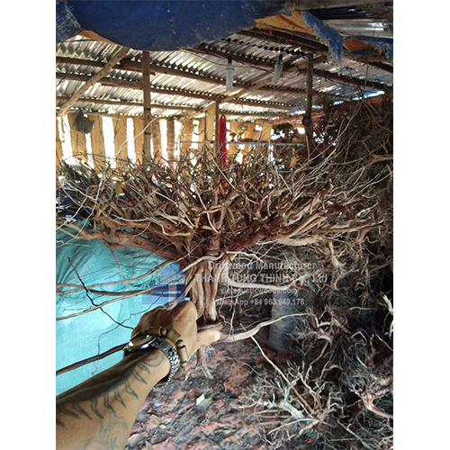 Hot items Natural driftwood roots wholesale for fish aquarium decorations WhatsApp +84 963 949 178