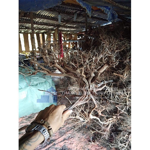 Natural Driftwood for fish aquarium decorations WhatsApp +84 963 949 178