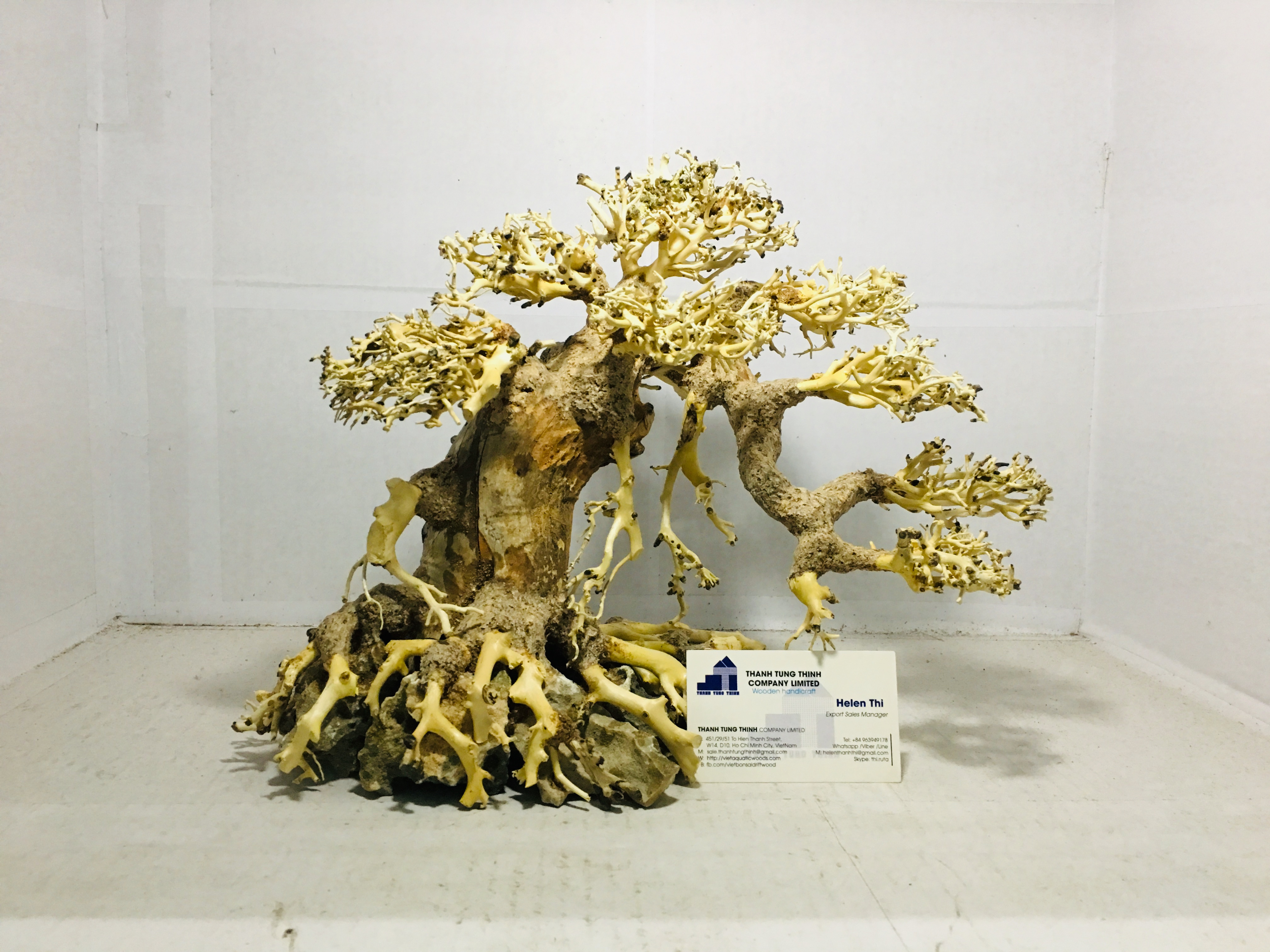 Hot Design Bonsai Driftwood For Betta fish tank Decoration WhatsApp +84 961005832