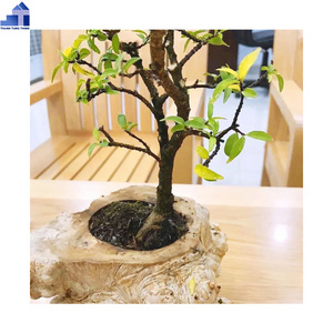 Special Sale 2023 Wooden Pot planter For garden Decoration WhatsApp:  +84 901 052 217