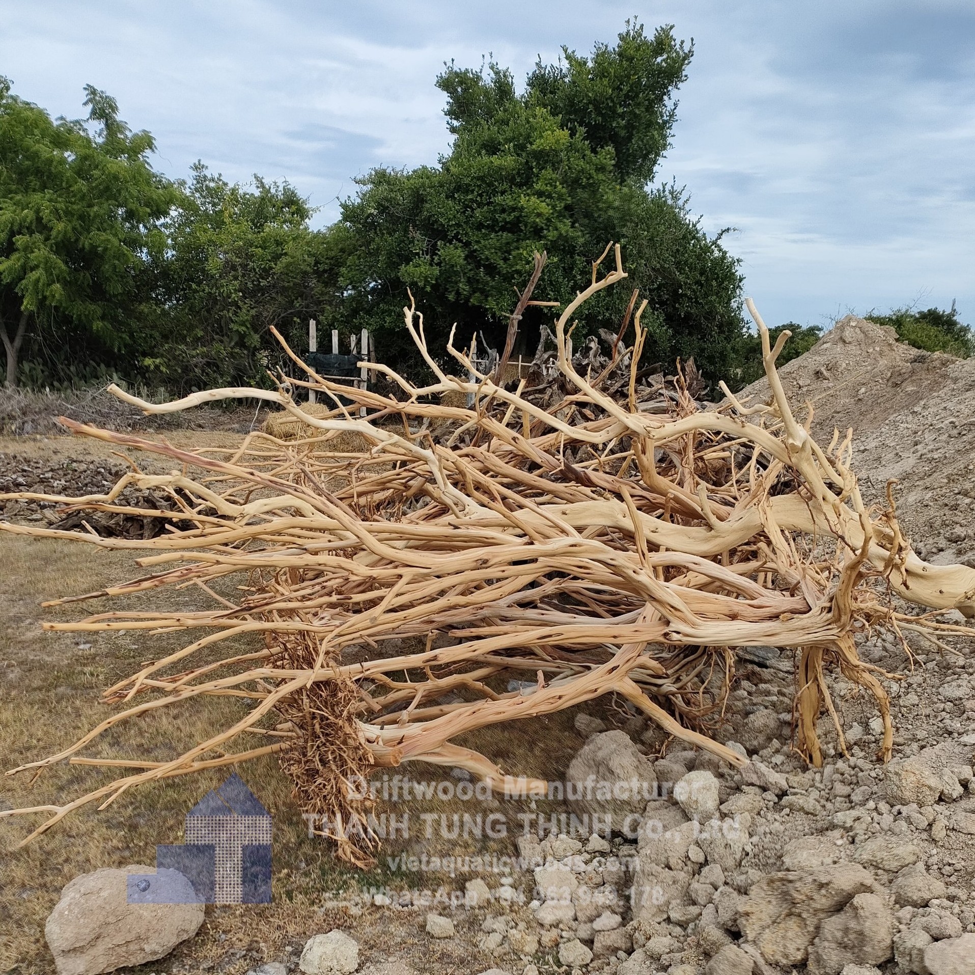 Hot trending Mangrove driftwood Natural Driftwood For Aquarium Accessories WhatsApp: +84 963 949 178