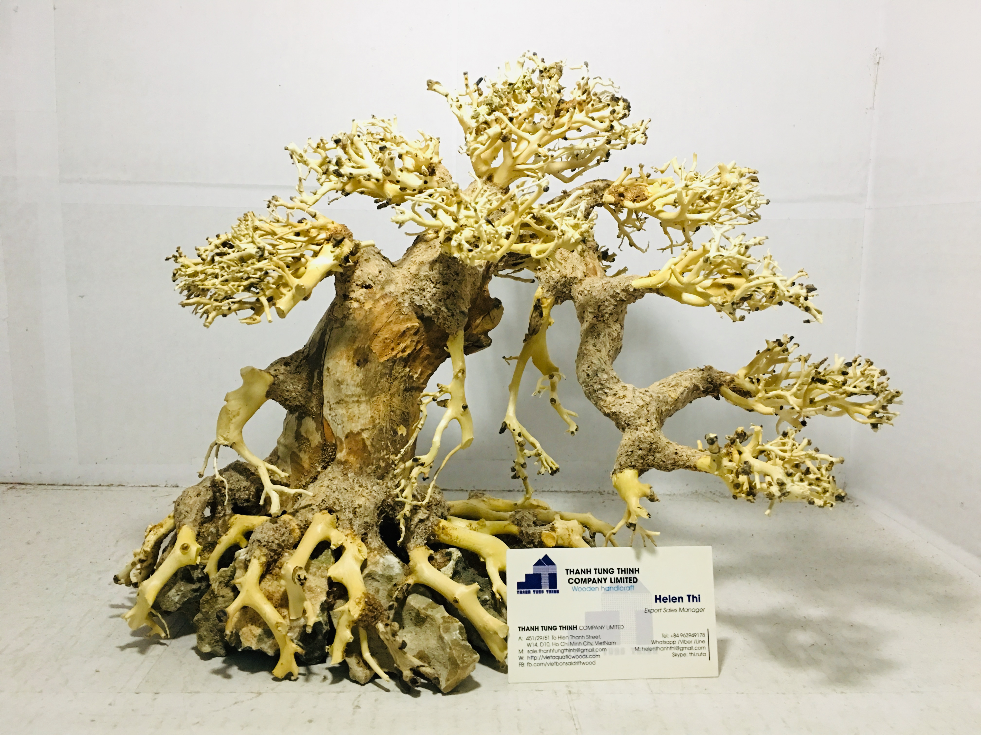 Hot Design Bonsai Driftwood For Betta fish tank Decoration WhatsApp +84 961005832