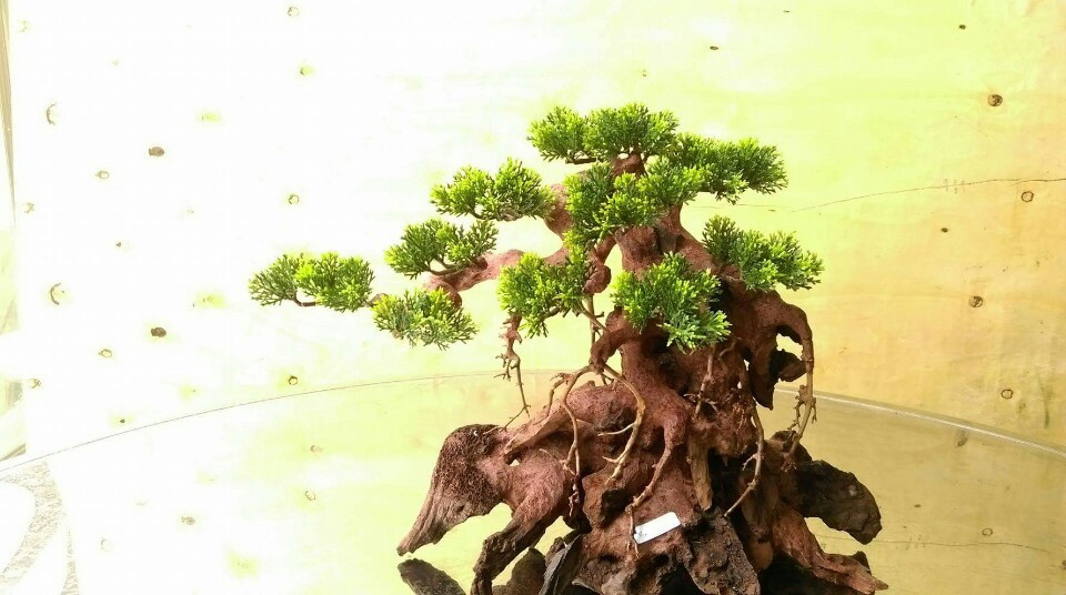 2023 Bonsai Driftwood for Aquarium Natural Wood Branches Fish Tank Decoration Reptiles Tree Trunk Driftwood WhatsApp +84 9639491