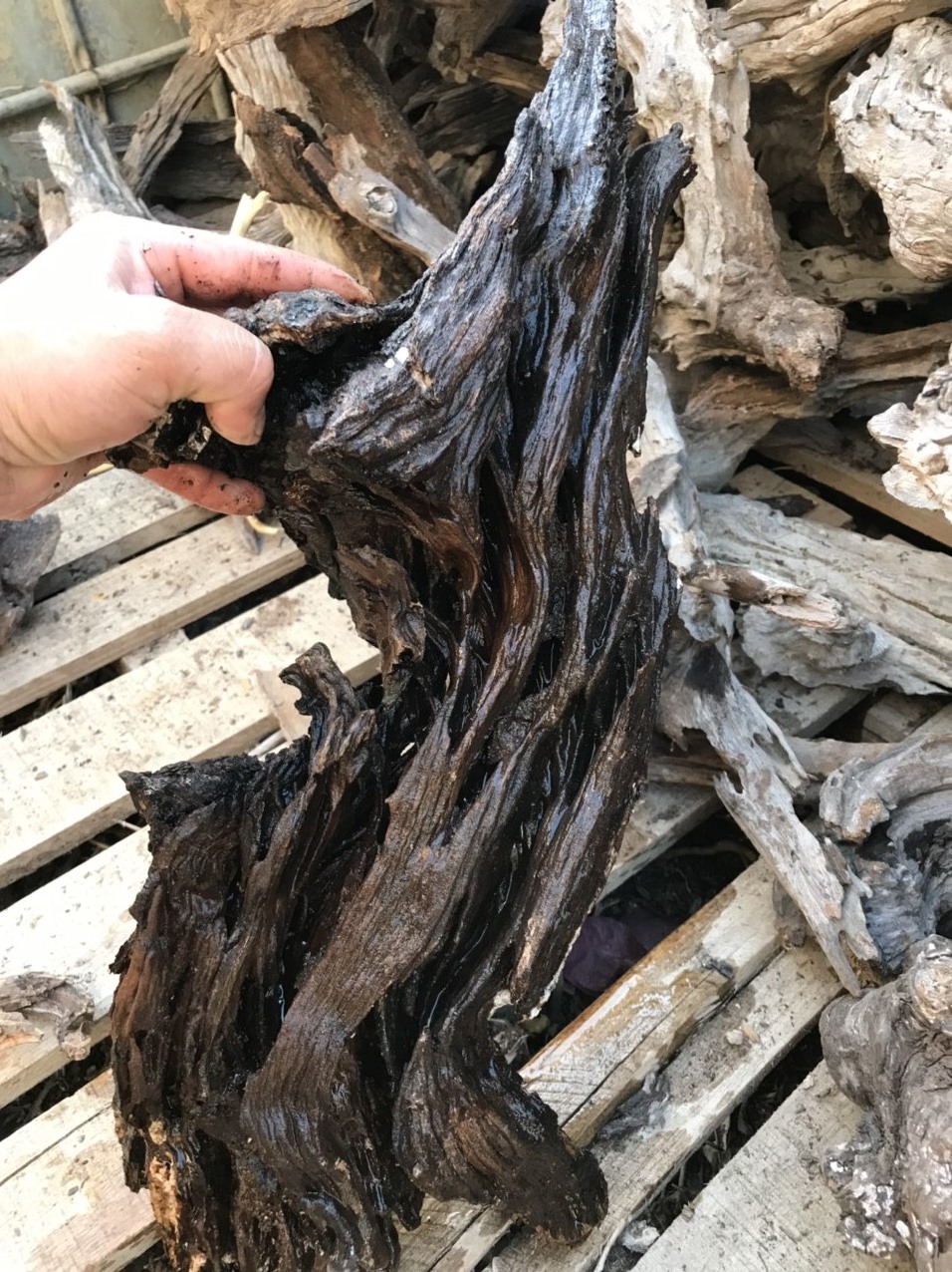 Best seller 2024 SANDA natural driftwood for  your aquarium decor tank Vietnam factory wholesale WhatsApp: +84 961005832