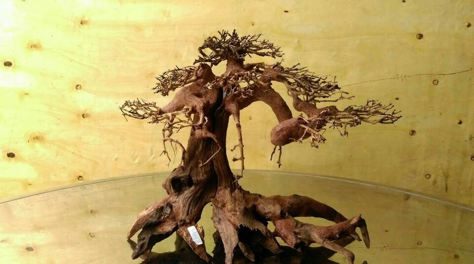 2023 Best selling in Vietnam bonsai driftwood For fish tank accessories WhatsApp: +84 961005832