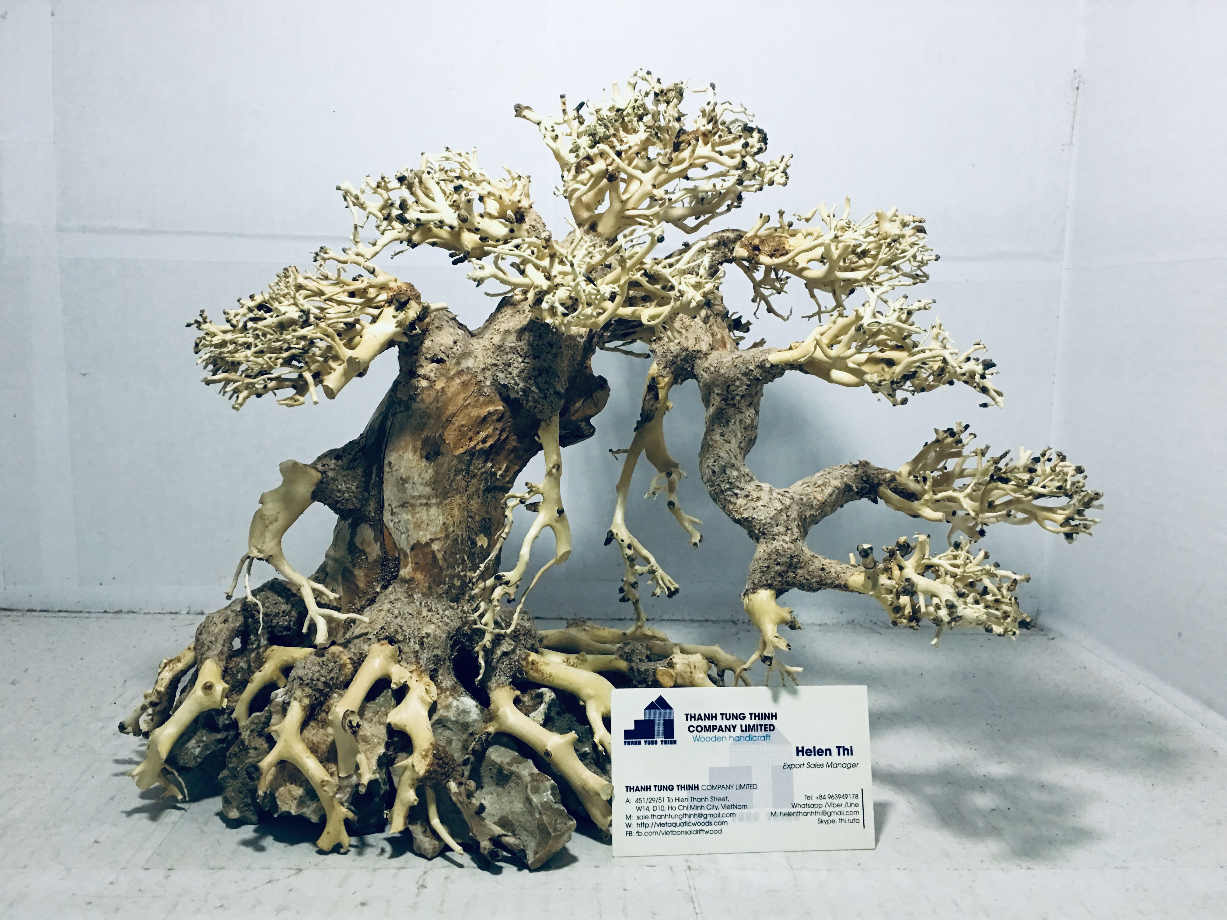 Hot Design Bonsai Driftwood For Betta fish tank Decoration WhatsApp +84 961005832