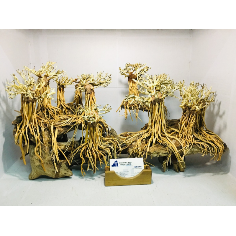 2023 Bonsai Driftwood from natural driftwood For fish tank filter WhatsApp +84 961005832