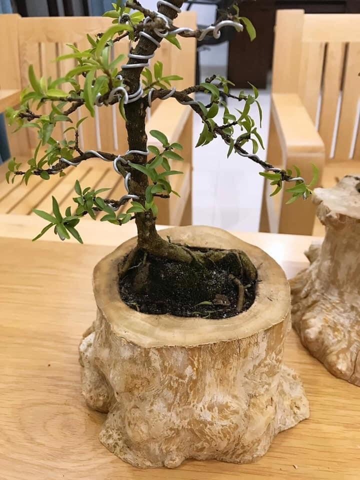 High Quality Coffee Wood Garden Pot for garden decoration WhatsApp:  +84 901 052 217