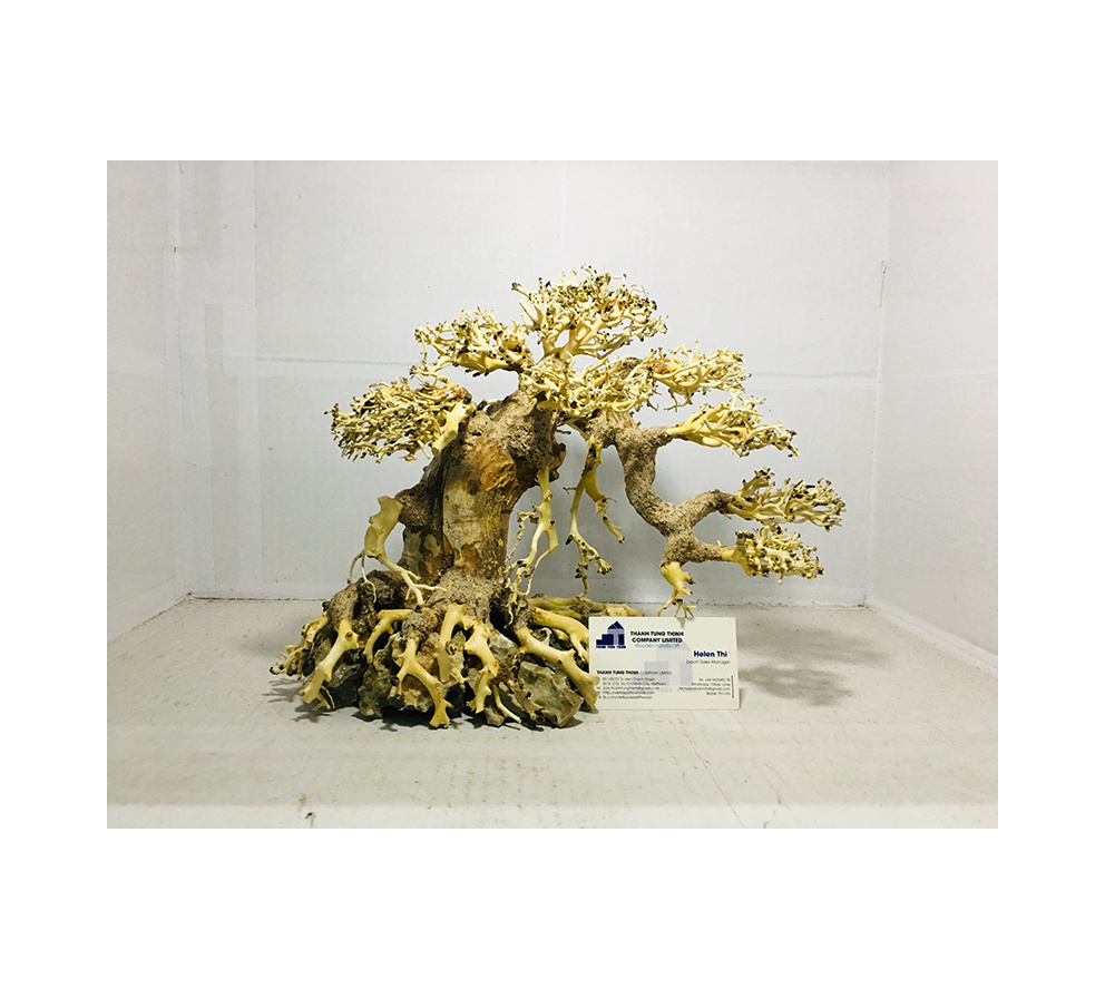 Hot Design Bonsai Driftwood For Betta fish tank Decoration WhatsApp +84 961005832