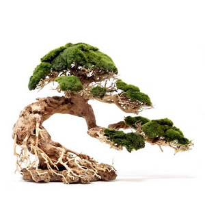 2023 Best seller Bonsai driftwood with moss for decorate fish tank WhatsApp: +84 961005832