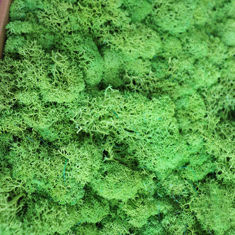 Wholesale Natural Green Wall Decor   500g Package Natural Preserved  Moss