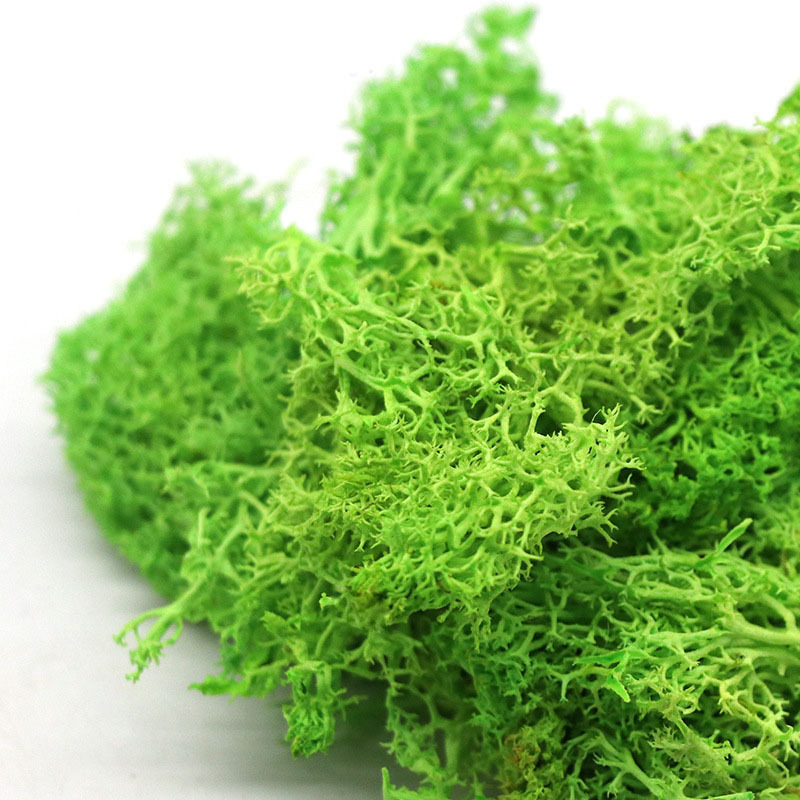 Wholesale Natural Green Wall Decor   500g Package Natural Preserved  Moss