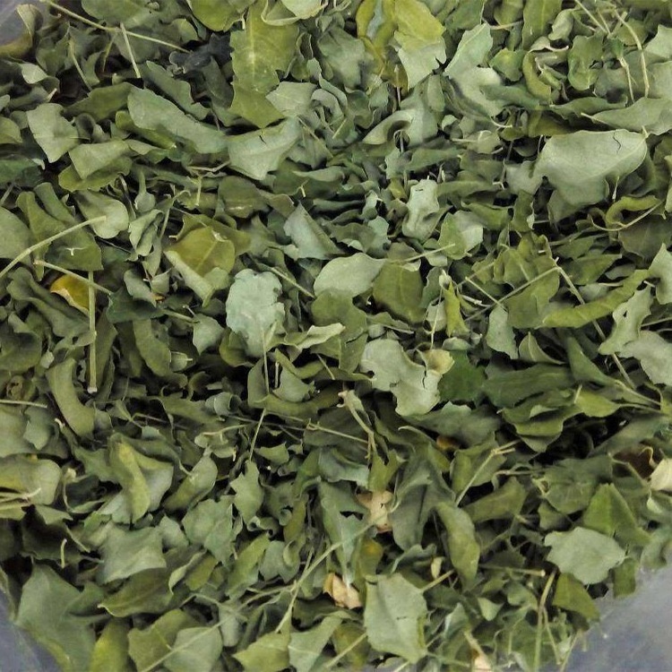 Dried India Green Moringa Leaves Tea Whole Horseradish Tree Leaf Herb Medicinal Drink Loose For Powder Extract Capsule