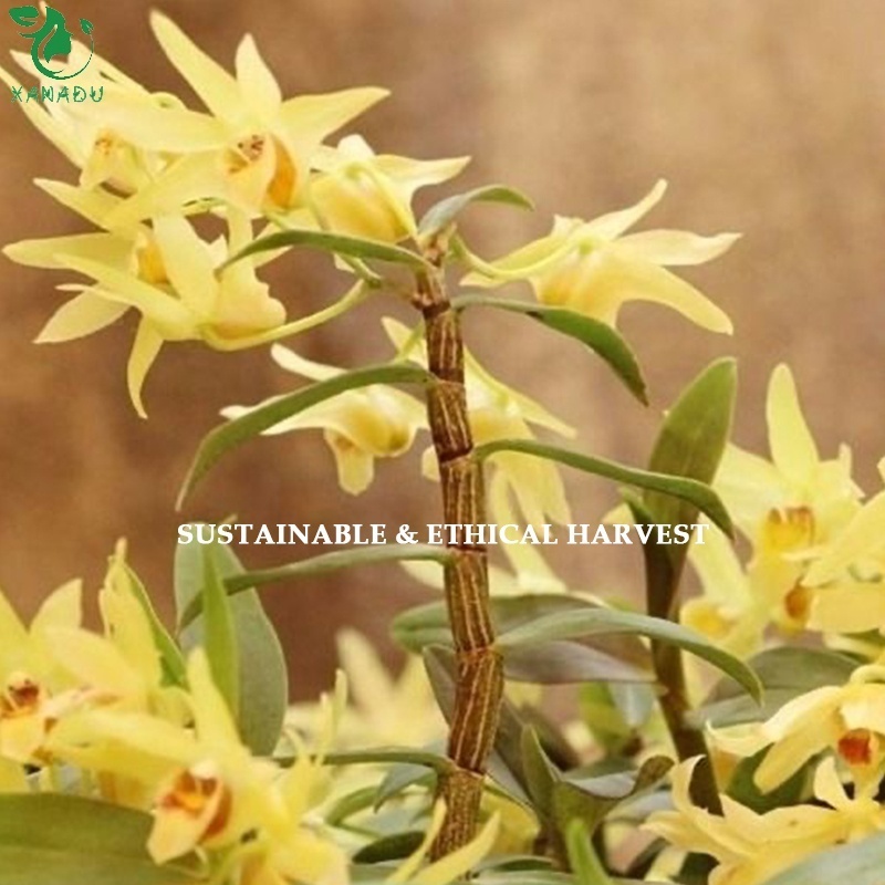 Xanadu Natural High Quality Natural Dendrobium Orchid Plants Flower Tea Healthy Flavor Tea