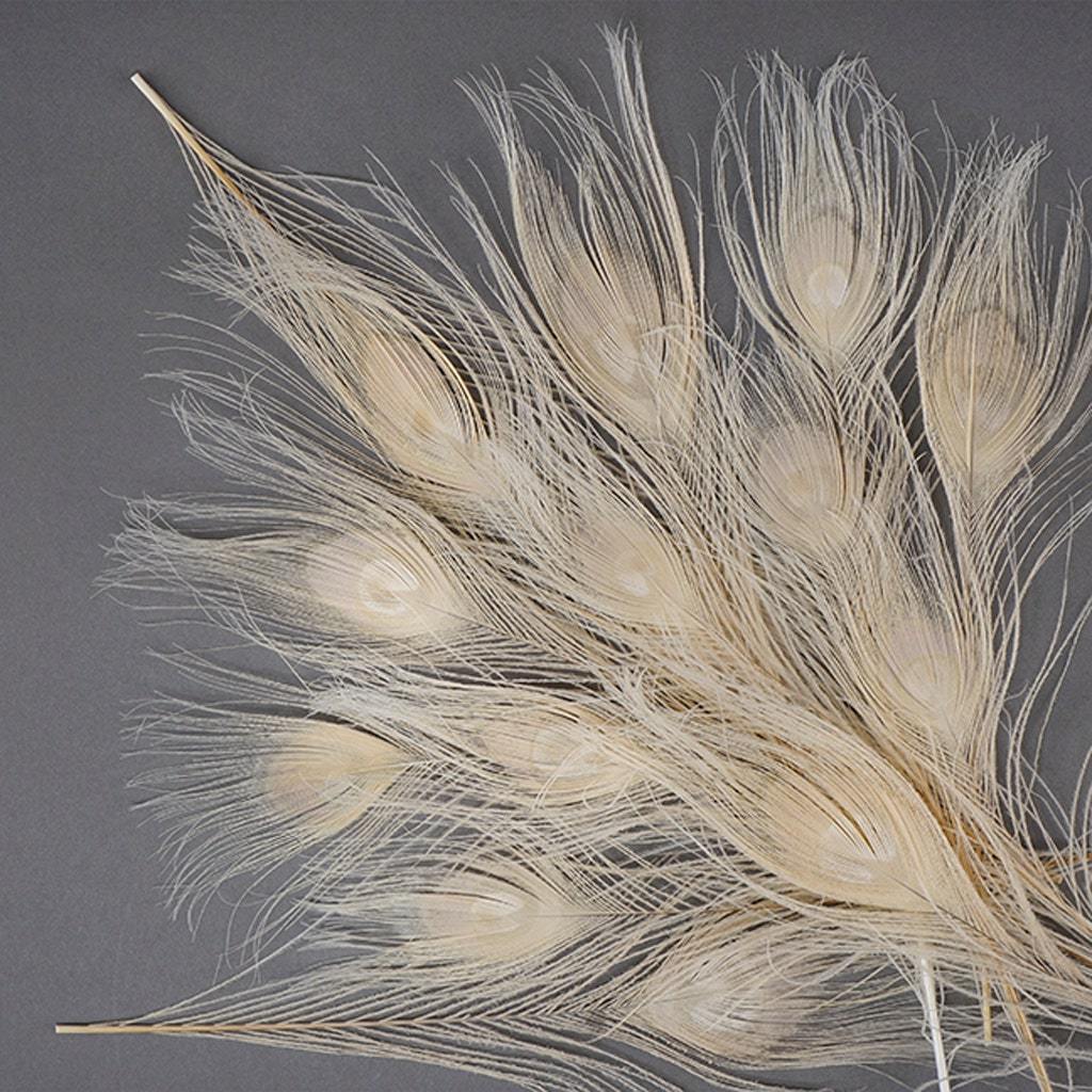 Wholesale Ivory Peacock Feather Tail Eyes Natural Bleached Dyed Peacock feathers for Floral Earrings craft Home Party Decoration