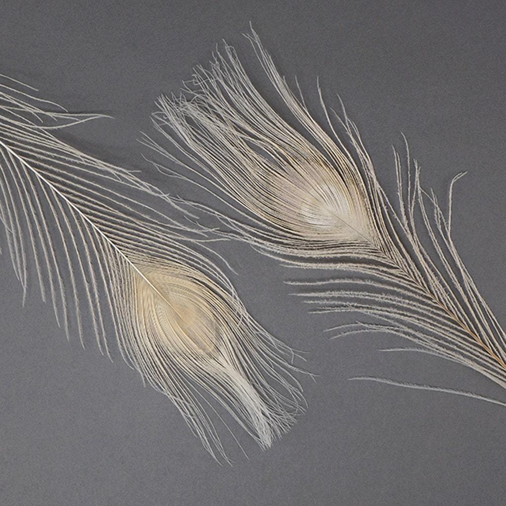 Wholesale Ivory Peacock Feather Tail Eyes Natural Bleached Dyed Peacock feathers for Floral Earrings craft Home Party Decoration