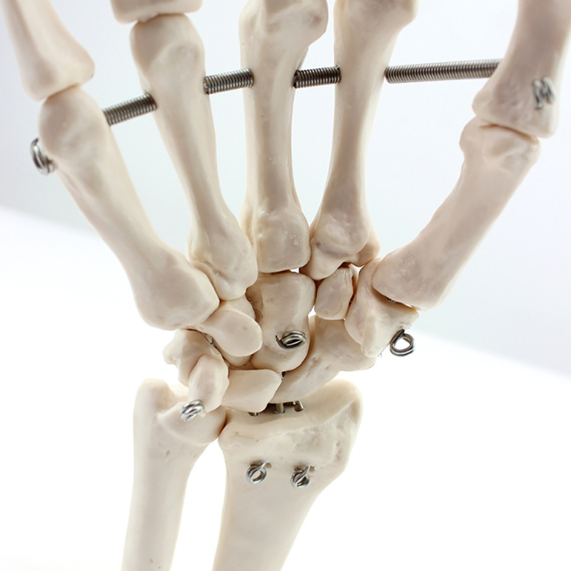 human hand joint model hand bone ulna radius model for doctor training and teaching