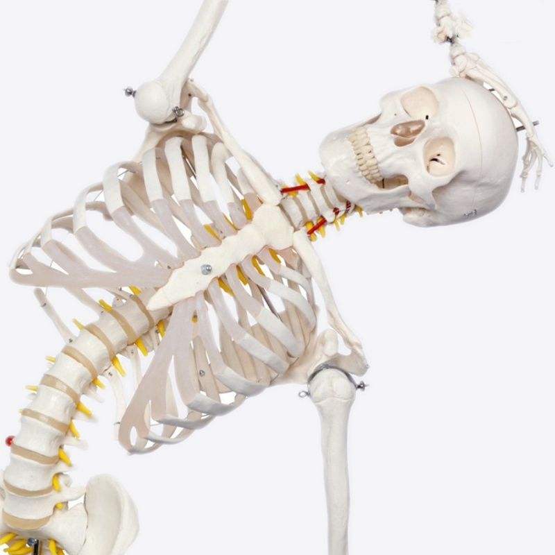 85cm 170cm human skeleton removable medical whole body skeleton with muscle anatomy model