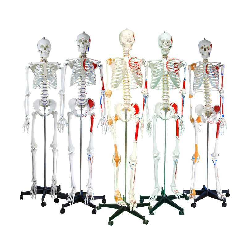 85cm 170cm human skeleton removable medical whole body skeleton with muscle anatomy model