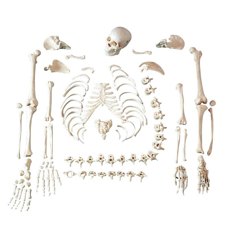 85cm 170cm human skeleton removable medical whole body skeleton with muscle anatomy model