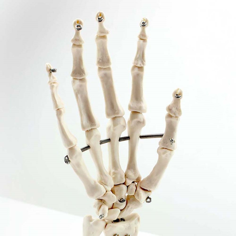 human hand joint model hand bone ulna radius model for doctor training and teaching